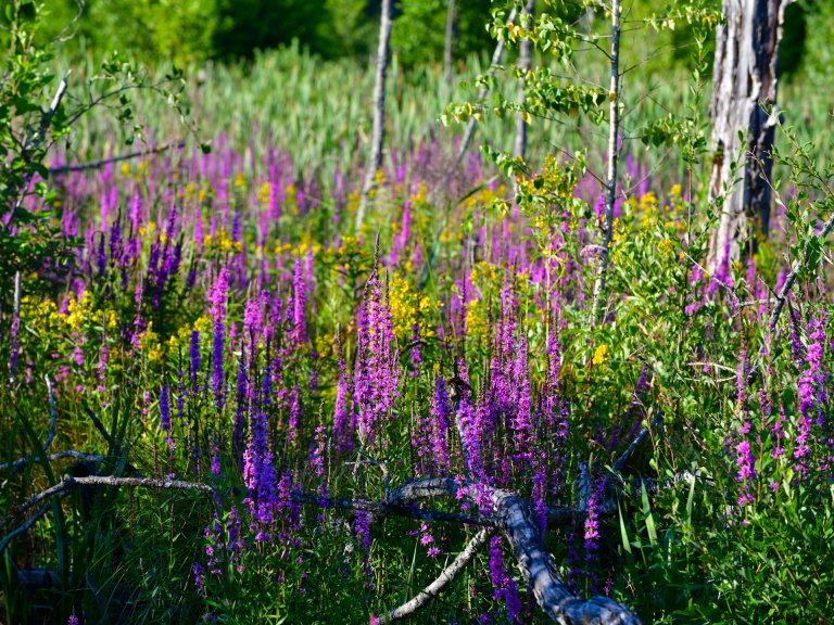 Grossansicht in neuem Fenster: Naturschutzgebiet Haspelmoor
